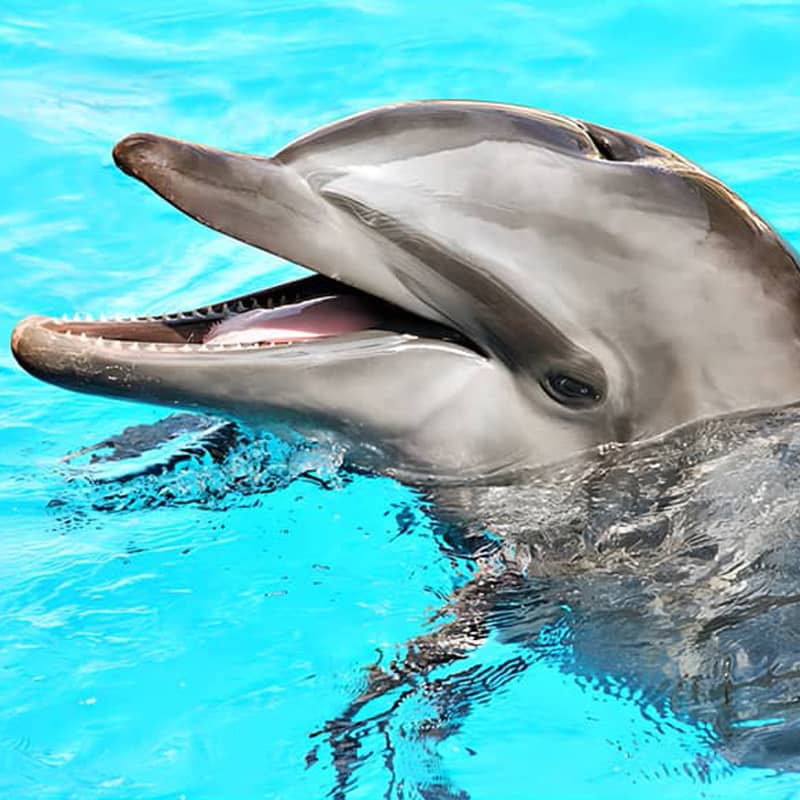 Close-up of a smiling dolphin swimming in clear blue water.