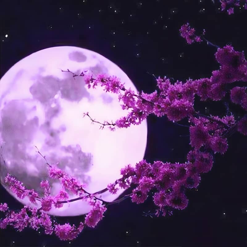Full moon illuminating a night sky with beautiful cherry blossoms in the foreground.
