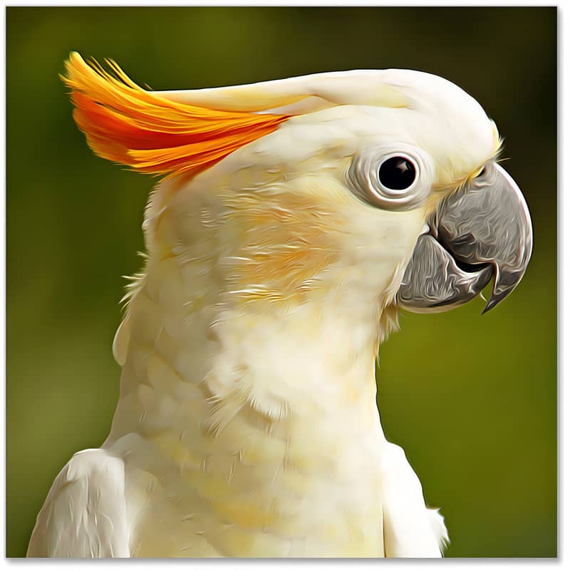 Close-up of a vibrant white parrot with an orange crest against a blurred green background.