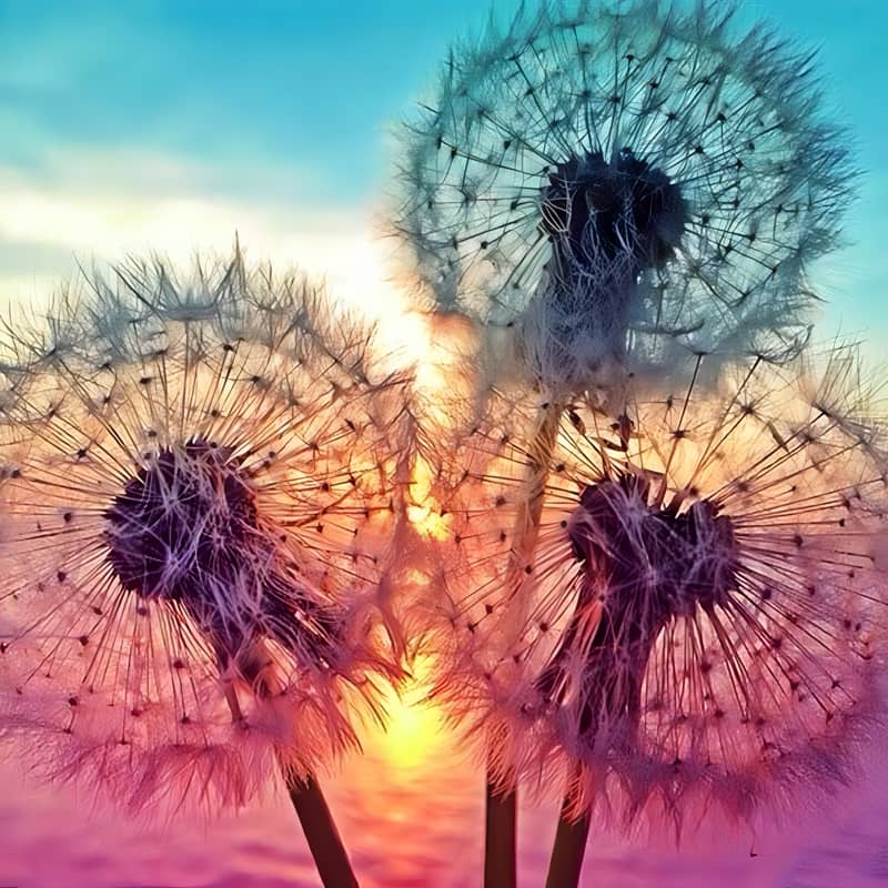 Three dandelions silhouetted against a vibrant sunset sky.