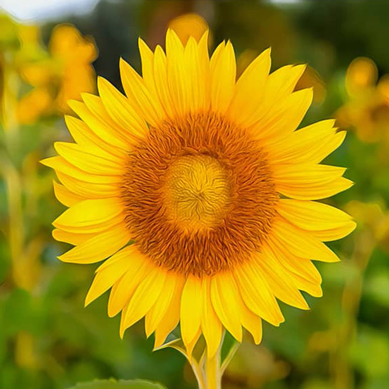 Bright yellow sunflower in full bloom with a green blurred background.