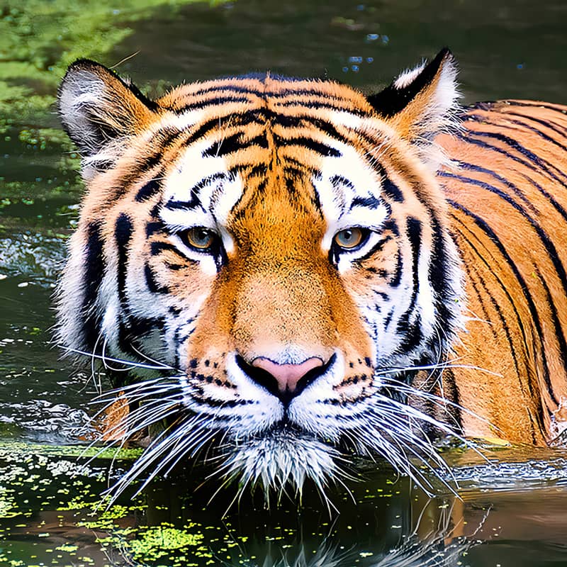 Tiger wading in water, showcasing its striking stripes and intense gaze