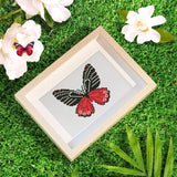 Butterfly Dreams, Set of 12 — Mini Diamond Painting Set, product view 8