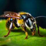 Bee Frontal — Diamond Painting Kit design