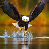 Eagle starts — Diamond Painting Kit design
