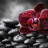 The Burgundy Orchid — Diamond Painting Kit design