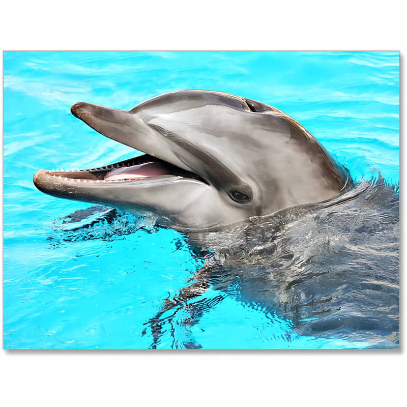The Dolphin — Diamond Painting Kit design